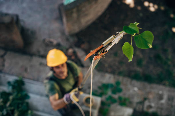 Trusted Northampton, PA Tree Service Experts